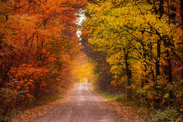 istock Amazing natural autumn background. Summer meets autumn 1212816403