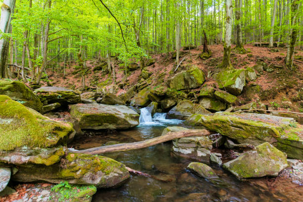 flusso d'acqua nella faggeta - beech tree wilderness area forest log foto e immagini stock