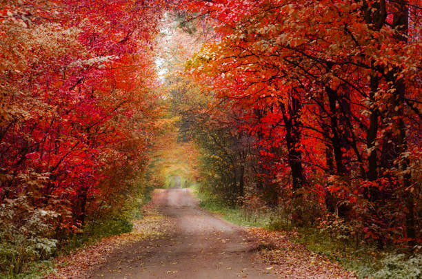Colorful autumn road in the forest. Road through park in red fall