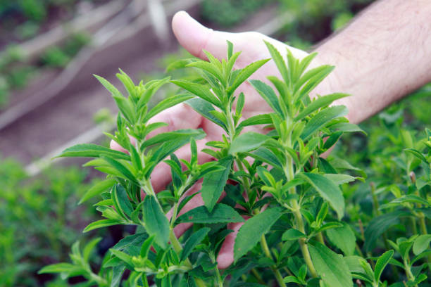 dettaglio della piantagione di stevia - sweetleaf foto e immagini stock