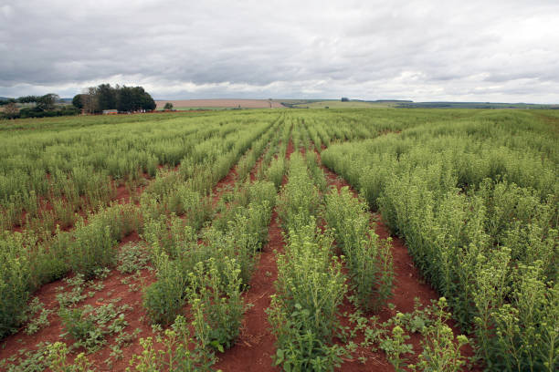 dettaglio della piantagione di stevia - sweetleaf foto e immagini stock