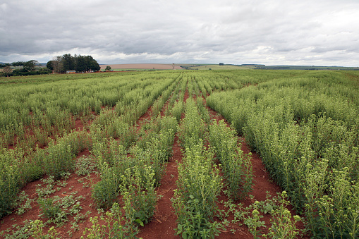 detail of stevia plantation in countryside of Brazil