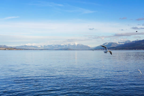 The Zürichsee on a sunny day with the Swiss Alps in the back