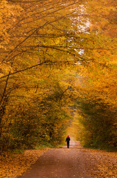 istock Man on a hiking trip. Walk in breathtaking autumn forest 1212819502