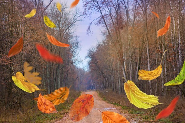 istock Frame from colorful autumn leaves in the forest 1212819666