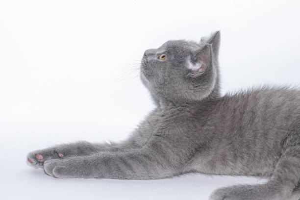 um gatinho cinza está em um fundo branco. gatinho fofo. gato britânico. capa de um álbum ou caderno. - domestic cat gray kitten paw - fotografias e filmes do acervo