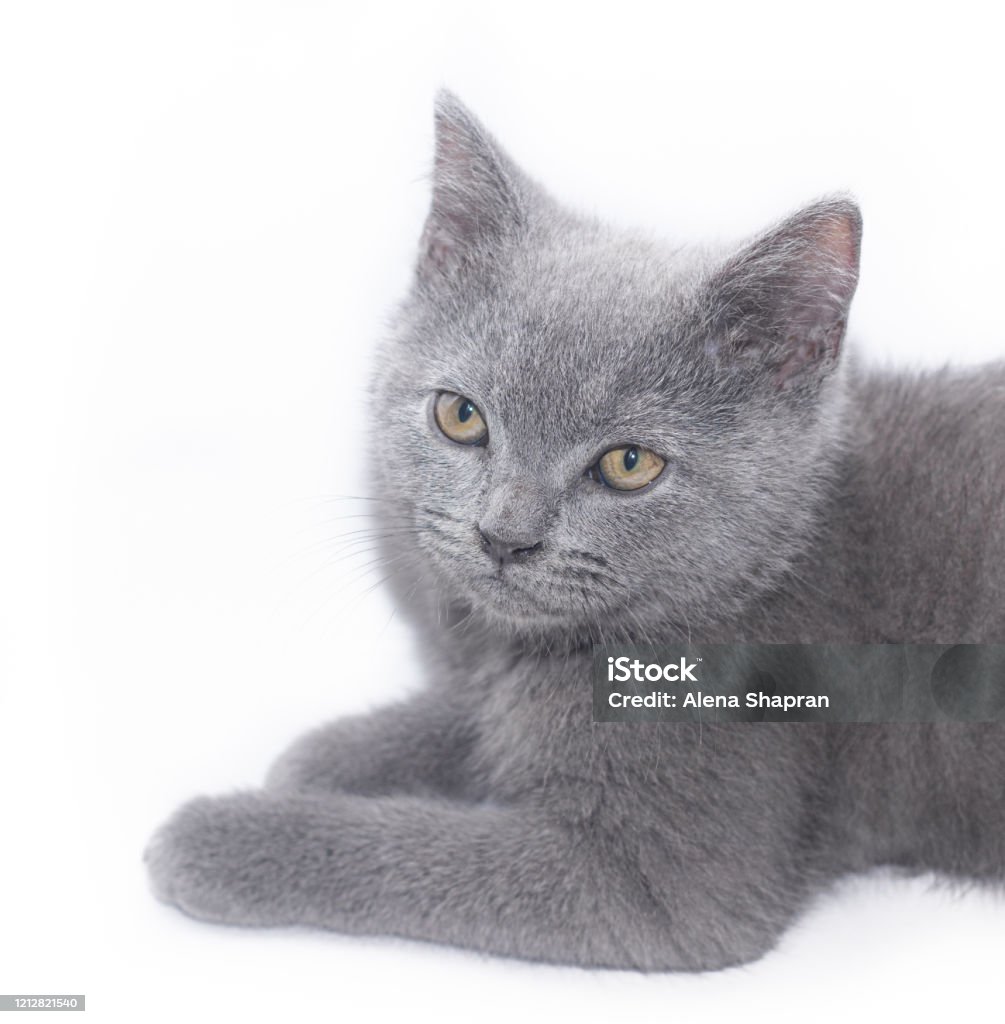 Một Con Mèo Con Màu Xám Nằm Trên Nền Trắng Mèo Con Dễ Thương Mèo ...