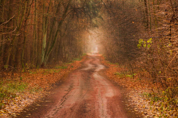 magnifique tunnel d’arbre romantique d’automne. tunnel d’arbre naturel en ukraine. - autumn street single lane road tree photos et images de collection