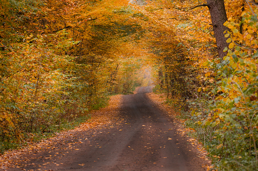 Autumn forest tunnel. Forest tunnel of trees and bushes. Autumn moody dramatic tunnel