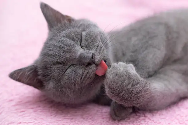 Photo of Home well-groomed cat washes his paw. Pure animal. Pet.