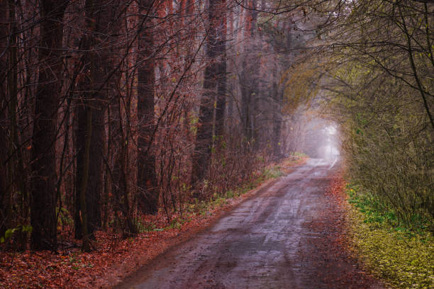 magnifique tunnel d’arbre romantique d’automne. tunnel d’arbre naturel en ukraine. - autumn street single lane road tree photos et images de collection