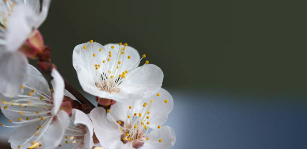 istock apricot flower macro photography 1212822658
