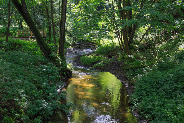 istock Small stream in a green forest in the daytime. 1212822733