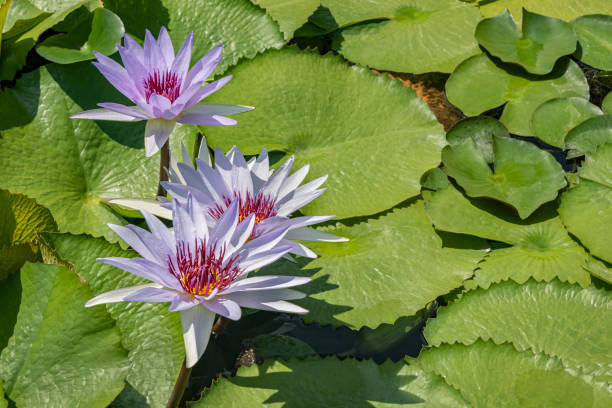 schöne seerose oder lotusblume - water lily lily water water garden stock-fotos und bilder