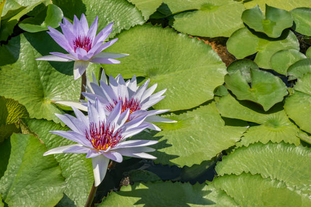 Beautiful water lily or lotus flower