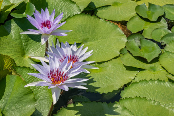 beautiful water lily or lotus flower - water lily lily water water garden imagens e fotografias de stock