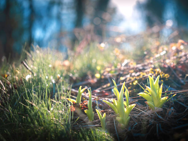 Selective focus on foreground photo