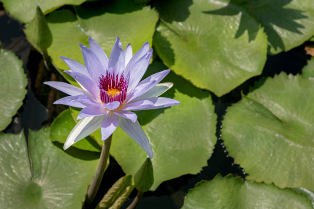 istock Beautiful water lily or lotus flower 1212824122