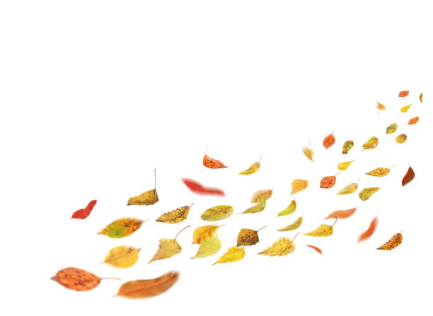 istock Falling autumn foliage isolated on white. Autumn leaves falling to the ground. 1212824496