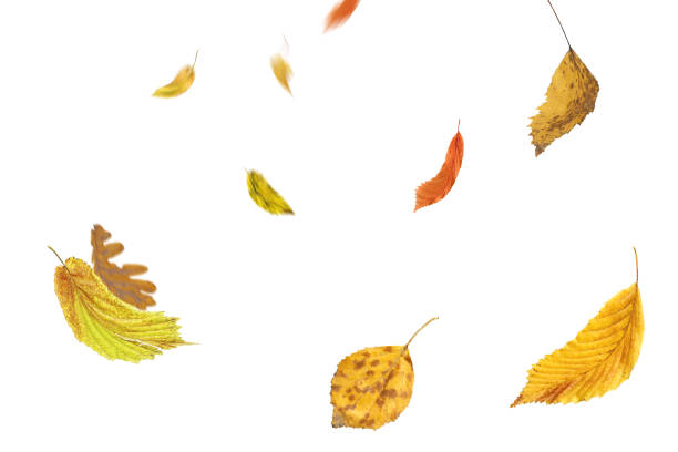 falling autumn foliage isolated on white. autumn leaves falling to the ground. - leaf autumn falling tree imagens e fotografias de stock