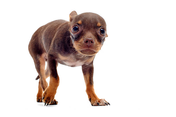 Portrait of a cute and playful Pinscher dog at home, looking at the camera.