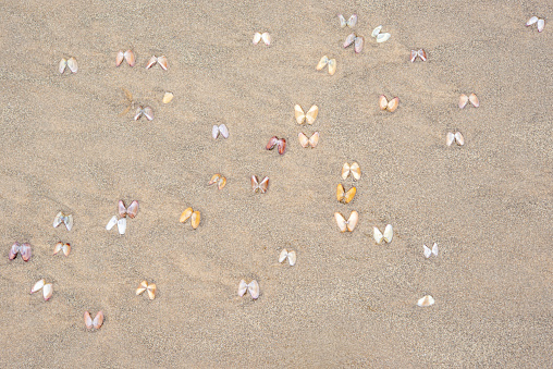Colorful open bean clam shells, or coquinas (donax variabilis) impersonating beautiful butterflies in flight. Scripps Beach, La Jolla, San Diego, California.