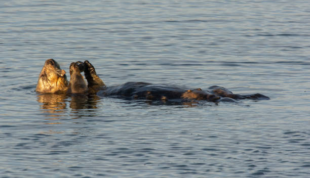 istock Sea Otter 1212826139