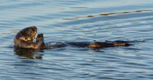 istock Sea Otter 1212826165
