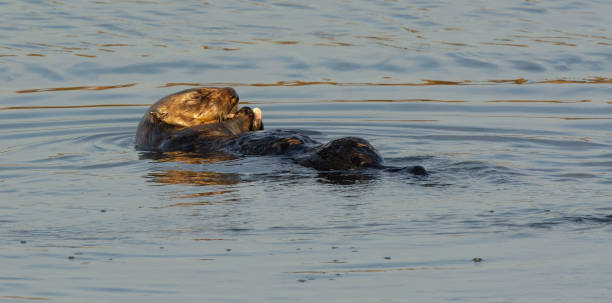 istock Sea Otter 1212826167
