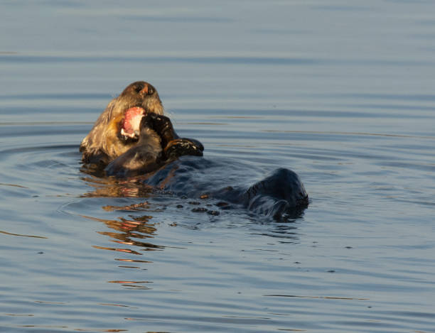 istock Sea Otter 1212826178