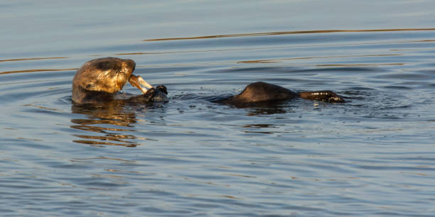 Sea Otter