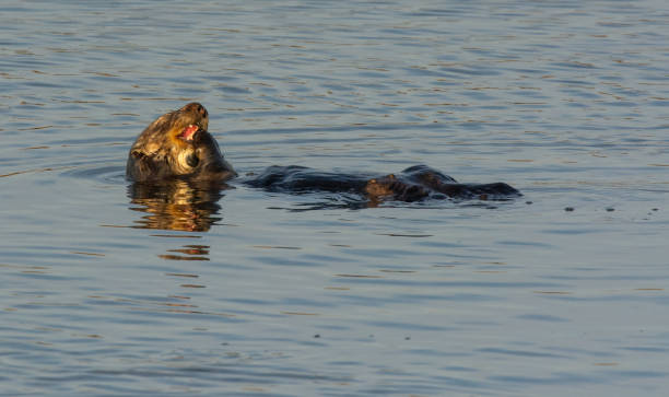 istock Sea Otter 1212826220