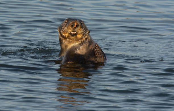 istock Sea Otter 1212826277