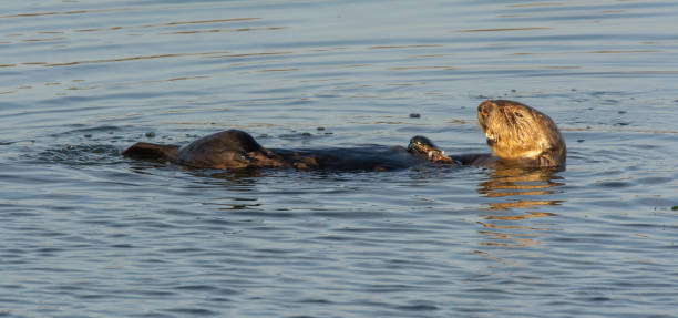 istock Sea Otter 1212826283