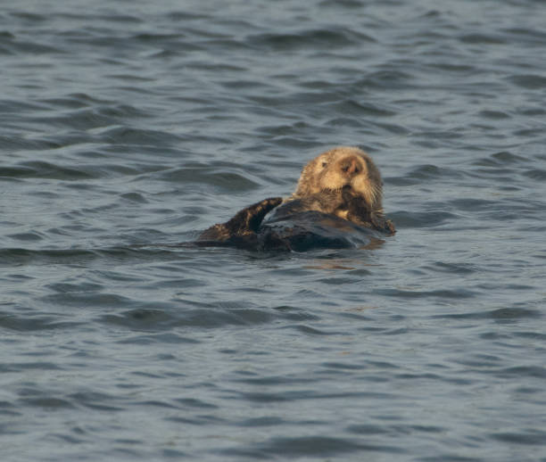 istock Sea Otter 1212826303