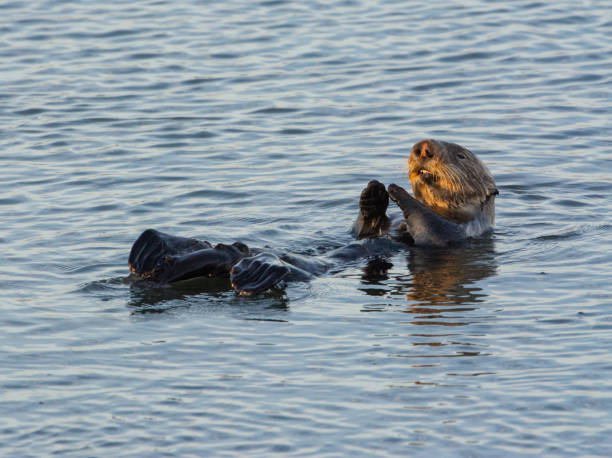 istock Sea Otter 1212826312