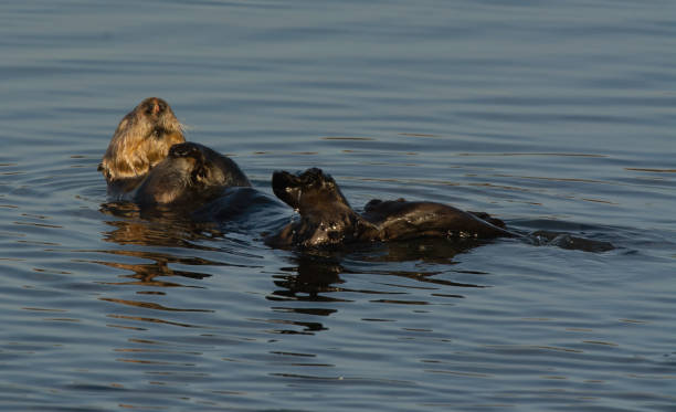 istock Sea Otter 1212826346