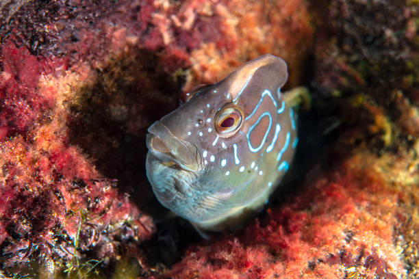 istock Peacock blenny 1212826384