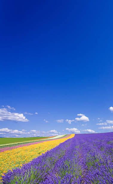 istock Flower field and blue sky with clouds. 121282720