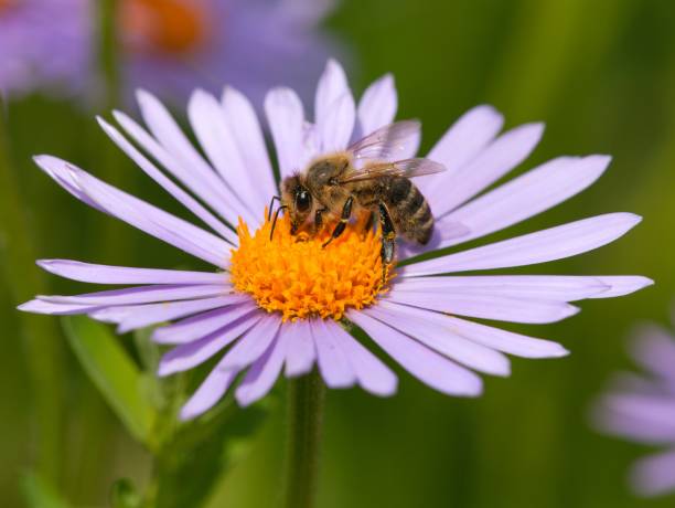 istock bee or honeybee sitting on flower, Apis Mellifera 1212828020