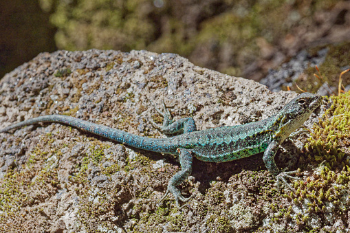 A male Painted Tree Lizard (Liolaemus pictus) pauses on a rock near Lake Villarica in southern Chile