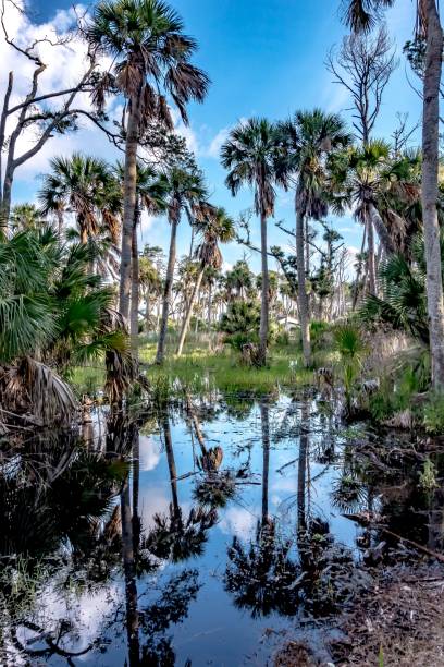 istock Hunting island south carolina beach scenes 1212833670