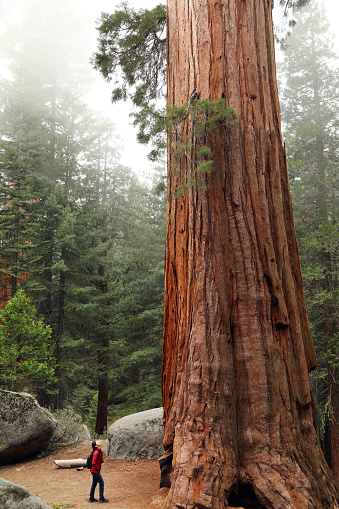 A Hiker Look up at a Giant Sequoia Tree\nGrant Grove, Kings Canyon National Park, California