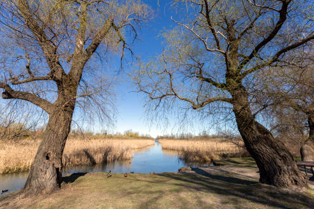 Floating swamp trail in Szigetszentmiklos, Hungary in March.