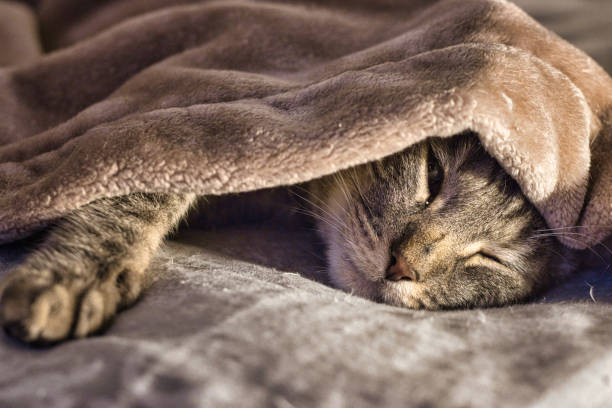 istock Domestic cat lying under a blanket 1212835057