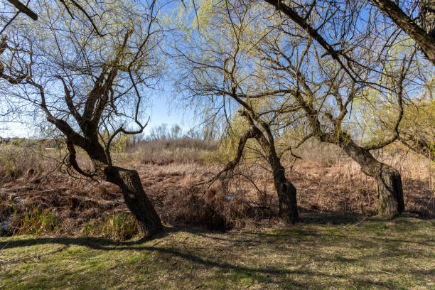 istock Floating swamp trail in Szigetszentmiklos, Hungary 1212835656