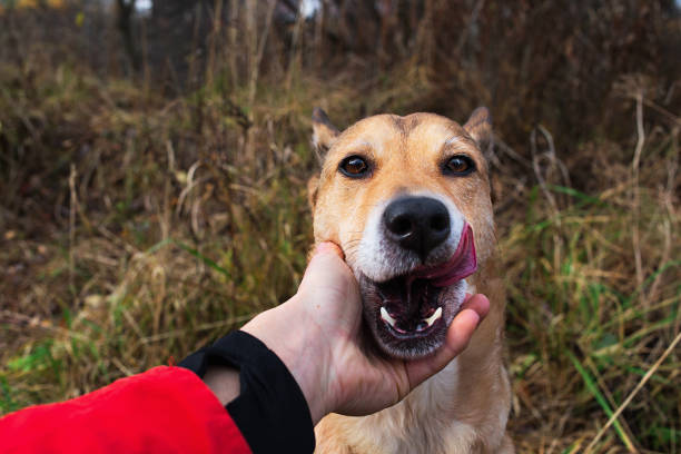 The heartwarming image captures the special bond between the dog and it's human, this create a scene of pure love and companionship