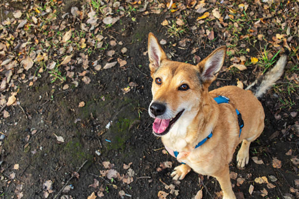 German shepherd on walk in a rural area.
