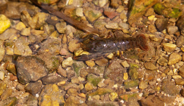 istock Noble crayfish, European crayfish, river crayfish 1212839390