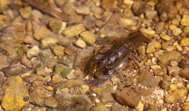 istock Noble crayfish, European crayfish, river crayfish 1212840120